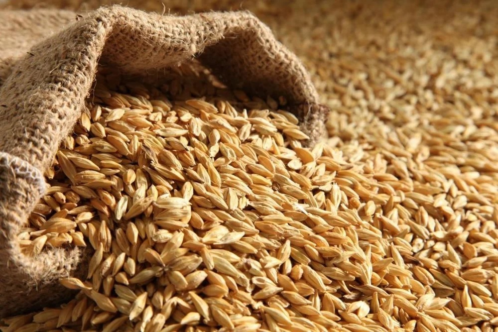 Malted Barley 1Kg - Image 2
